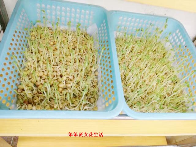 教你如何无土种植豌豆芽苗菜