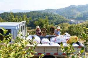 马褂木种植基地(通城：国土绿化提升绿水青山“颜”“值”)