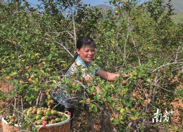 梅州4基地上榜！广东省首批林业特色产业发展基地名单公布