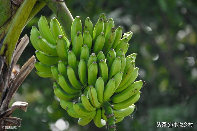 农业种植技巧：实用的香蕉种植方法，以及各时期香蕉树生长的管理