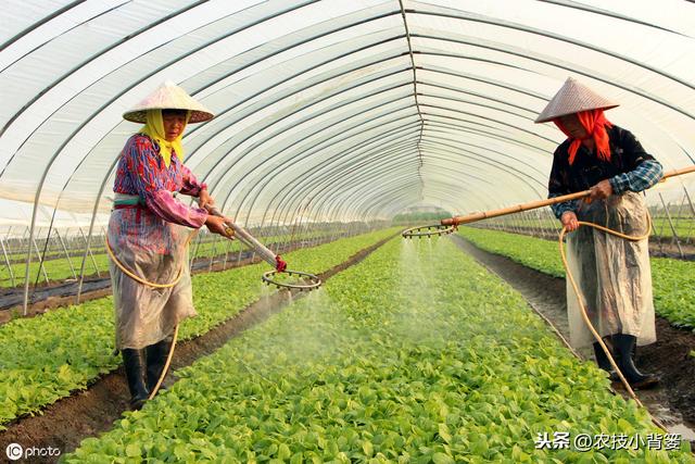 秋季大棚温室管理要全面！棚内瓜果蔬菜要高产，以下7点很关键