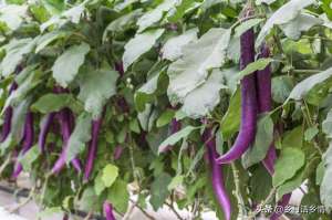 长瓜的种植技术(种植茄子、辣椒、豆角、黄瓜，几个笨办法，结果一茬接一茬)