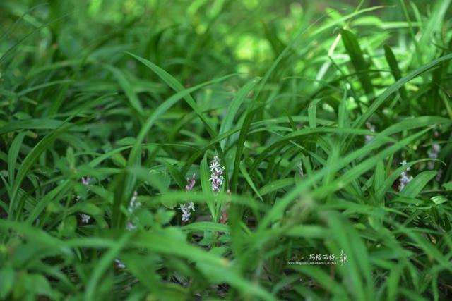 植物笔记：长生不老的仙草到麦冬