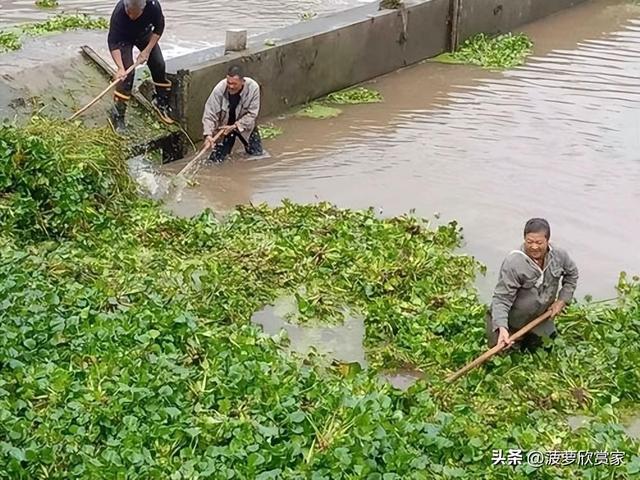 在国外泛滥成灾，中国却要大量种植，美国每年花50亿元难消灭?