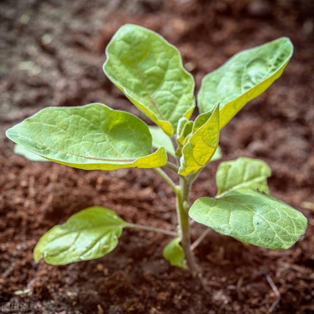 茄子种植要求深栽，这与农谚“茄子深了光掉蛋”的说法是否矛盾