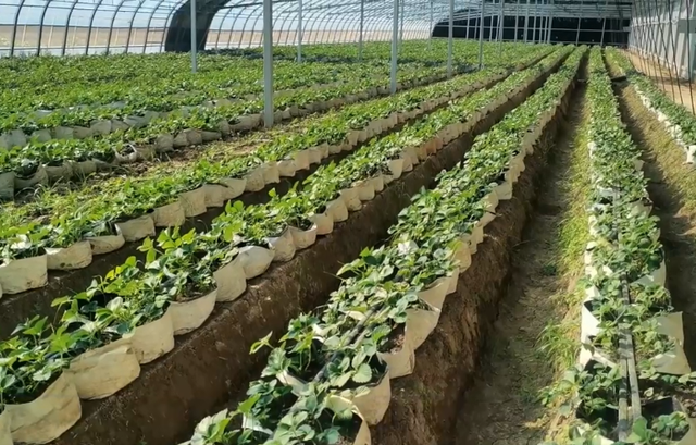 想要无土栽培草莓，农户掌握2个技巧，种植简单又高产