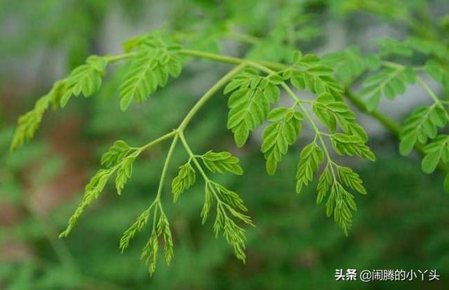 辣木一花一婆娑，花白一品一千年