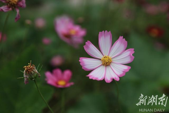 波斯菊