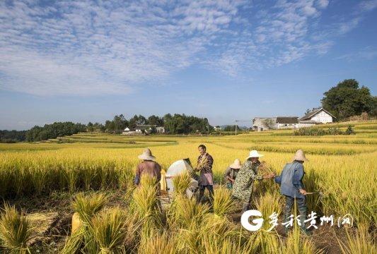 黔西：红米科学种植让村民踏上致富路