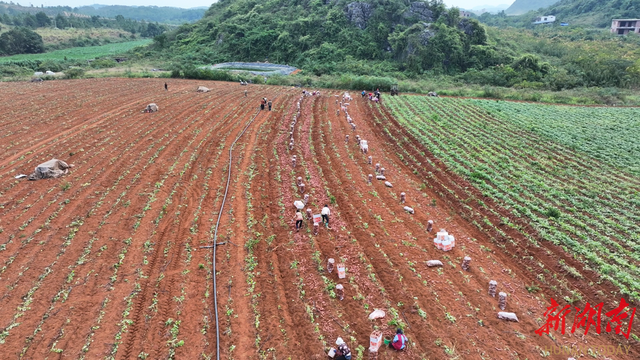 道县：荒地披绿装 紫薯迎丰收