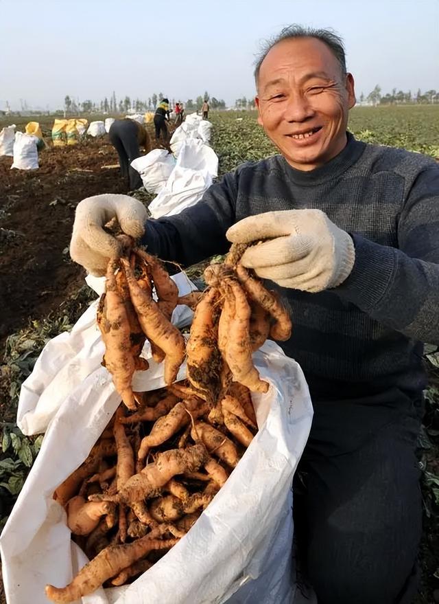 补肾之王地黄：农村种植的黄金项目，短周期回报的秘密武器”