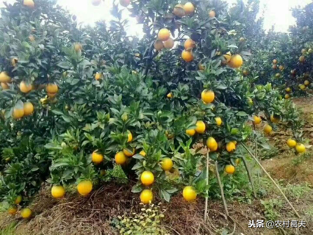赣州脐橙名天下，赣州有哪些因素适合种脐橙