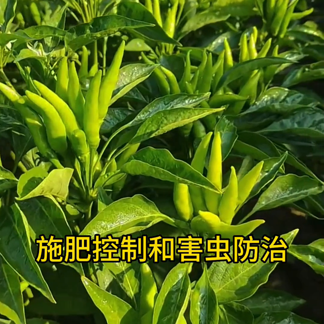 朝天椒，这样施肥管理，才能高产增收#辣椒管理