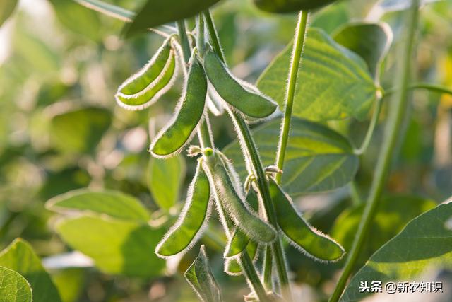 大豆种植技术，及病虫害防治方法，学会了更好地保证大豆的品质