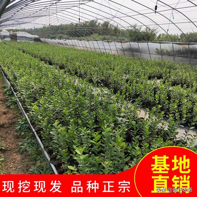 三种适合阳台庭院种植的果树香水柠檬、菲油果、脆皮金桔