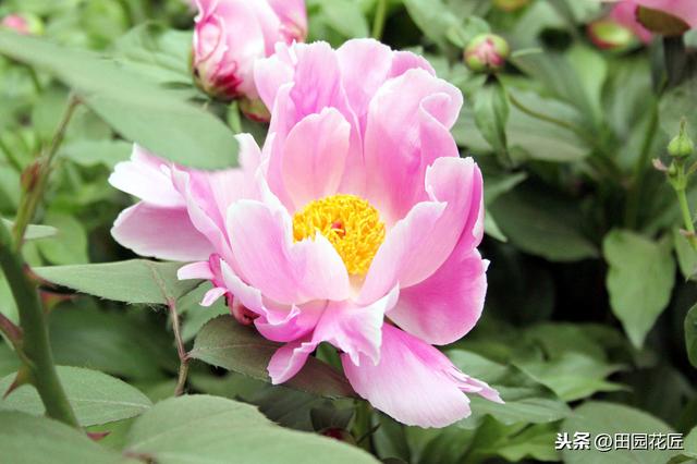 芍药正确种植时间你知道吗？怎样养护芍药才能花大色艳呢？