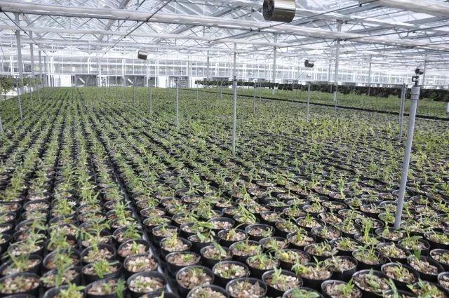 罗湖有片800亩兰花谷闲人难进！“植物大熊猫”大批内部美照流出