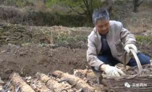 猪苓种植基地(【脱贫攻坚】牧护关镇韩峪川村发展猪苓产业助力群众实现增收)