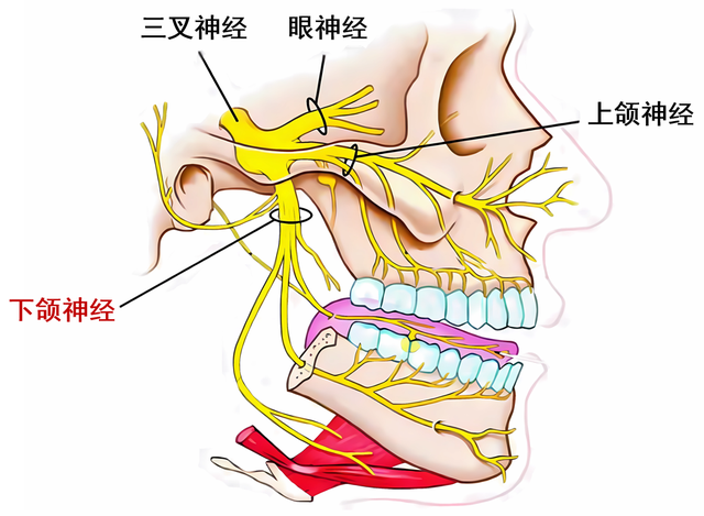 拔牙后的「危险」麻木感，要这样应对和处理#拔牙「并发症」