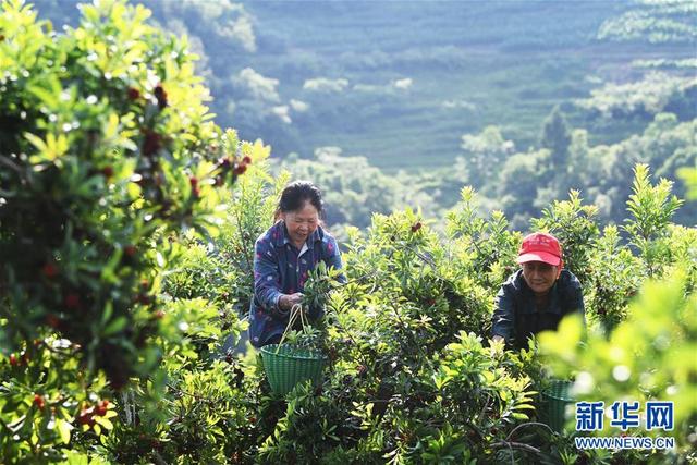 重庆万州：燕山杨梅熟了