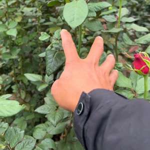 盆栽玖瑰花的种植方法(玫瑰花种植管理日常#月季)