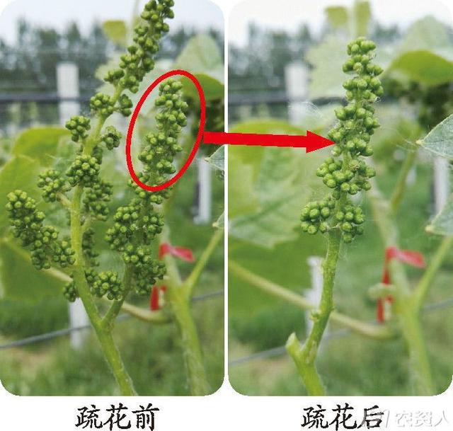 疏花、无核、保果、膨果、定穗，阳光玫瑰花果管理详解