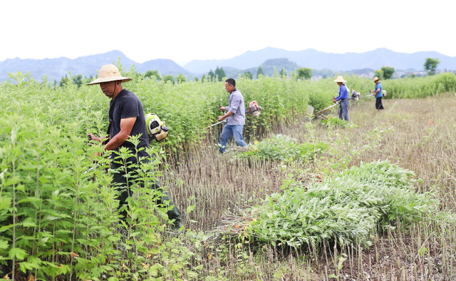 ‘艾'在端午·蕲春县艾草全网发售仪式顺利举行