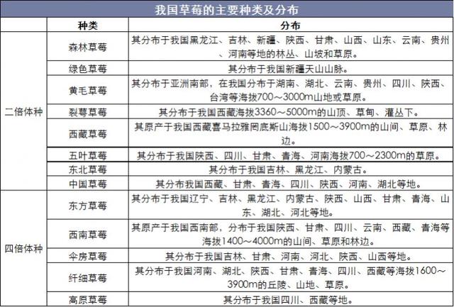 中国草莓行业持续看好吗？要不要回家种几亩？别急，看完再决定