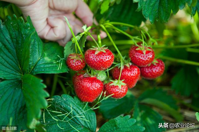 南方草莓种植新技术，学习一下