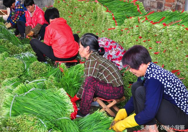 如何才能种植出高产、优质的韭菜！