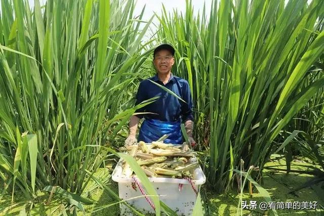 安徽大别山父子“接力” 种茭白 种出乡村致富路，一年纯收入20万