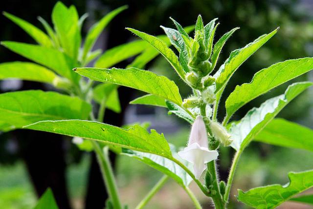 芝麻经济价值可观，种植技术简单，4步搞定芝麻种植