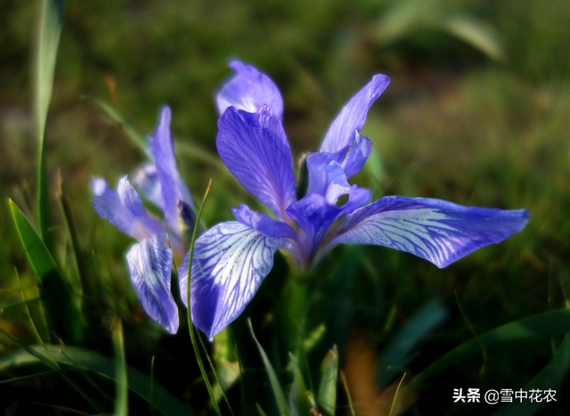 「yuan」鸢尾花，爱的使者，你真的了解它吗？鸢尾花的种植