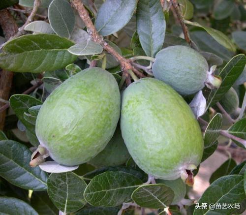 三种适合阳台庭院种植的果树香水柠檬、菲油果、脆皮金桔