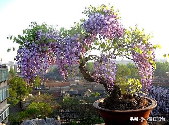 有屋顶花园，就养这4种花，好看好养，开花多，开成一个小花园！