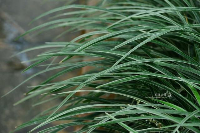 植物笔记：长生不老的仙草到麦冬