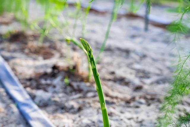 种植芦笋，从早春到晚秋，温室大棚的优点有哪些？