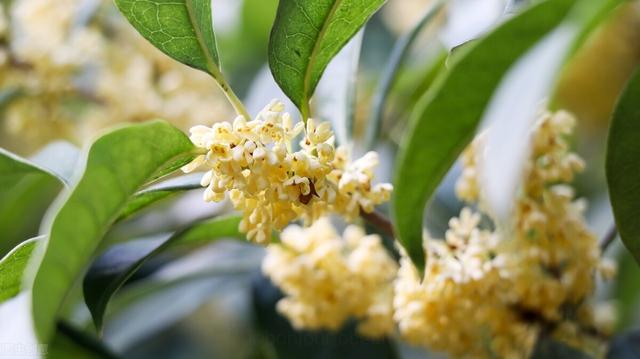 桂花树园林种植：如何种植桂花树，桂花树的栽培要点和技巧