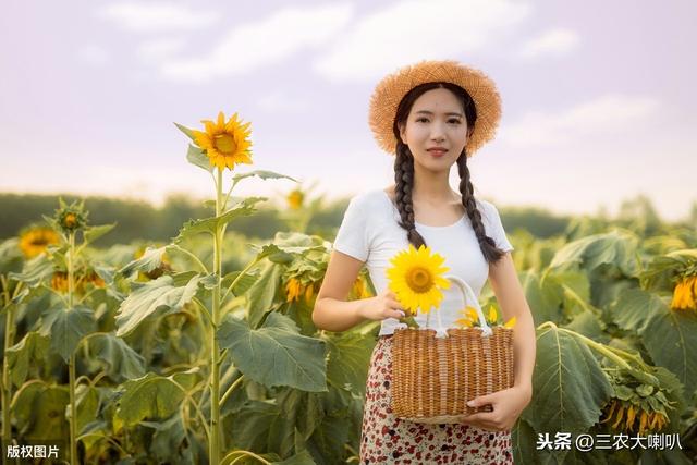 种植向日葵，最怕重茬！播期适当晚，抗病又增产！啥道理？