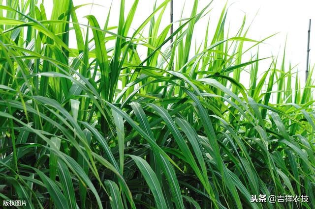 甘蔗种植技术要点，轻松获得甜度高，产量高的甘蔗