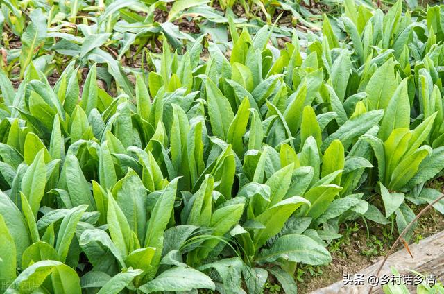 种植莴笋怎样才能长得又粗又长？这四点才是关键，赶紧学学