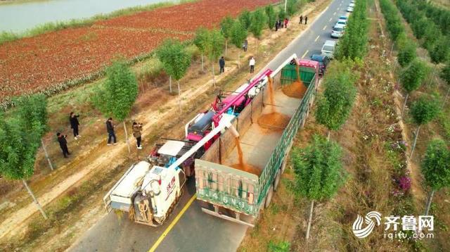 德州平原：河滩盐碱地种植“矮秆高粱”，生态、经济效益双提高