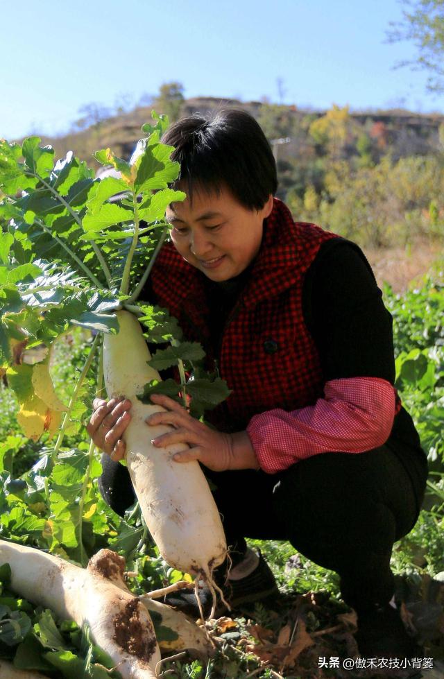 高产萝卜种植技术，实用干货，建议收藏