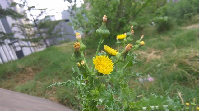 花叶滇苦菜，也叫续断菊，农村田野常见，有啥用处？