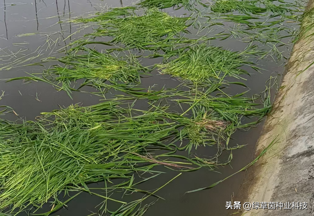 秋冬养鱼种黑麦草，南北方选择有什么不同？割得快长得快，成本低