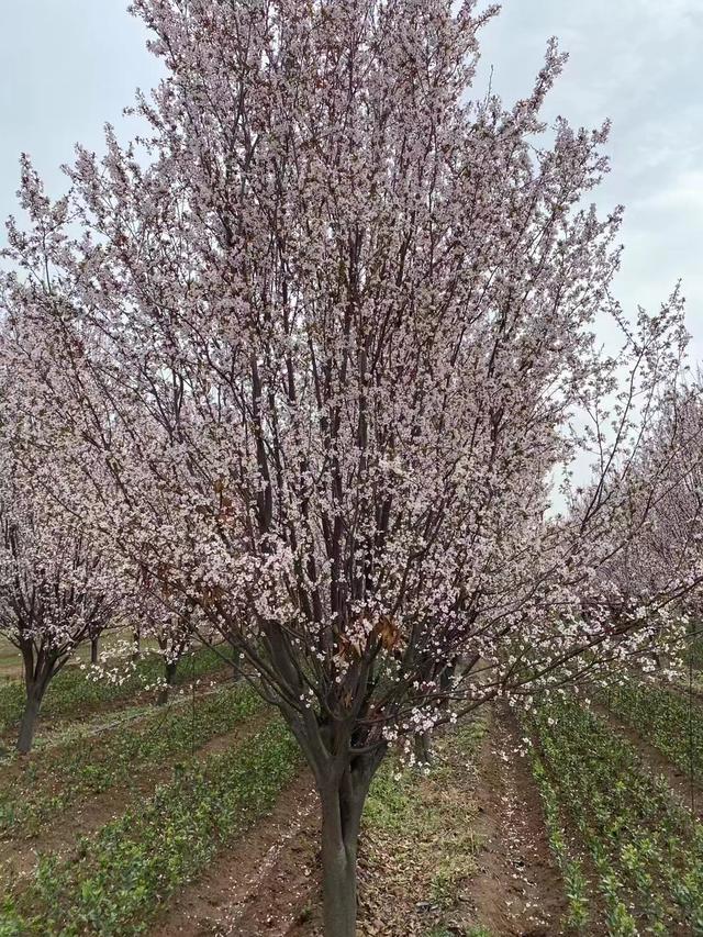 紫叶李树种植季节