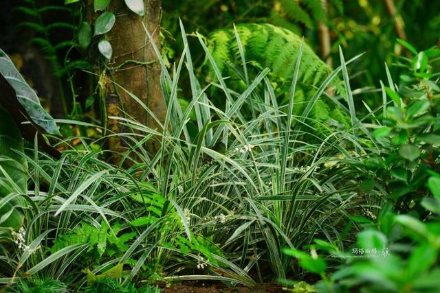 植物笔记：长生不老的仙草到麦冬