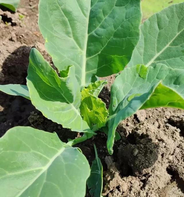 种植有机甘蓝花椰菜西兰花在连坐期施这种肥