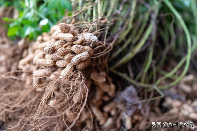 种植花生掌握这几招，果实饱满又高产，是农民丰收的希望