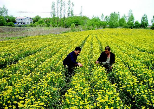 「吉农产业」靖宇蒲公英，种植“火”起来，花开分外香！